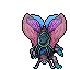 Hibernal Moth
